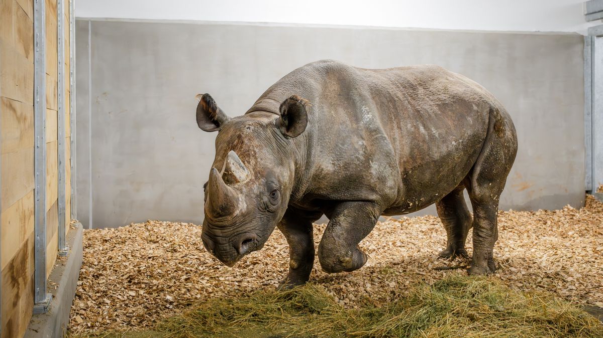 Královédvorští nosorožci se zabydlují v komfortním domově